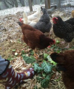 Sloggers Waterproof Garden Rain Boots for Women - Cute Mid-Calf Mud & Muck Boots with Premium Comfort Support Insole, (Chickens Barn Red), (Size 10) 36 81qPCoqJaWL