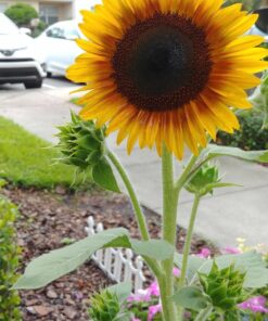 Seed Needs, Firecracker Sunflower (Helianthus annuus) Twin Pack of 85 Seeds Each 27 81qTztP62vL