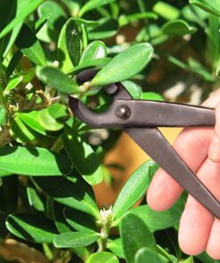 BambooMN Bonsai Basics Set - 8" Concave Cutter, 7" Heavy Duty Shear - 1 Set Concave Cutter & Heavy Duty Shear Set 13 81qVNRWcS0L 1