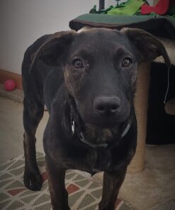 Diggin' Your Dog Firm Up Pumpkin for Dogs & Cats, 100% Made in USA, Pumpkin Powder for Dogs, Digestive Support, Apple Pectin, Fiber, Healthy Stool, 16 oz 16 oz (Pack of 1) 36 81qZx UhIlL