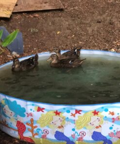 Intex Snorkel Buddies Snapset Pool - 5'X10" (Style May Vary) 28 81qcw5xtfBL