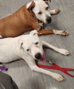 Pet MD Topical Wipes for Cleansing - with Aloe for Cats and Dogs - 50 Count 44 81qgpzaAe3L