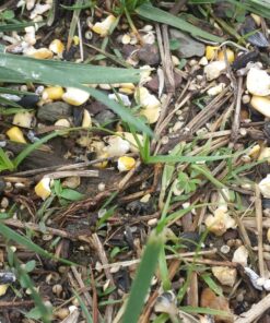 Wagner's 62008 Western Regional Blend Wild Bird Food, 20-Pound Bag 21 81qkFz7ZwaL