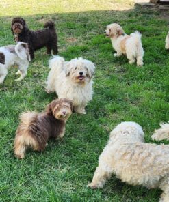 Scotts EZ Seed Patch and Repair Sun and Shade for Grass: Covers up to 225 sq. ft., 10 lb. 10 lb. 1 Pack 43 81ql94NchvL