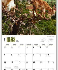 Goats in Trees 2018 12 x 12 Inch Monthly Square Wall Calendar, Best Calendar Funny Farm Animals (English, French and Spanish Edition) 9 81quZl1DF3L