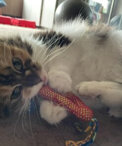 Petstages Dental Health Chews Pair Dental Chew 31 81qvKYbGdXL