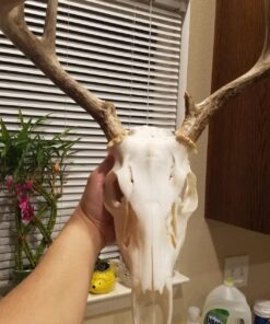 L'Oreal Paris Oreor Creme 40 Volume Developer, 16 Fl Oz White 16 Fl Oz (Pack of 1) 22 81qw4LefhJL