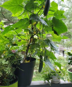 22,000 Non GMO Heirloom Vegetable Seeds, Survival Garden, Emergency Seed Vault, 34 VAR, Bug Out Bag - Beet, Broccoli, Carrot, Corn, Basil, Pumpkin, Radish, Tomato, More 36 81qzZPE5EGL