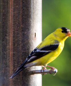 LEBANON SEABOARD SEED CORP 26-47273 Nyjer Seed, 3 lb. 12 81r F7eVr1L