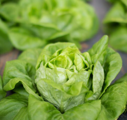 Organic ‘Little Gem’ Lettuce Seeds – Seed Packet of Over 500 Open Pollinated Non-GMO Mini-Romaine Seeds – Sweet Yards Seed Co. Single Packet