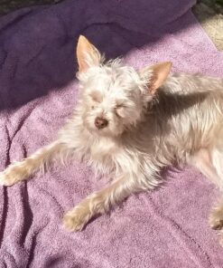 Dingo Twist Sticks Rawhide Chews, Made With Real Chicken, 50 Count 50 Count (Pack of 1) 1 pack 24 81r0xmTs4KL