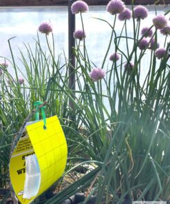 Yellow Sticky Aphid Whitefly Trap Pack of 15 22 81r1LbdR6yL