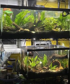 CaribSea Eco-Complete 20-Pound Planted Aquarium, Black 20 POUNDS 33 81r1od9JzmL