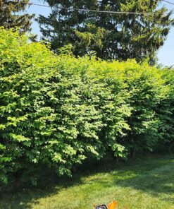 BLACK+DECKER 20V MAX Cordless Hedge Trimmer, 22-Inch, Tool Only (LHT2220B) 37 81r3G65alEL