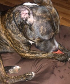 Nylabone Power Chew Dog Toy - Dog Toys for Aggressive Chewers - Indestructible Dog Toys for Aggressive Chewers Large Breed - For Extra Large Dogs - Bacon Flavor X-Large/Souper (1 Count) X-Large/Souper - 50+ lbs. 39 81r3f43QV4L