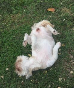 Happy Hydro - LED Loupe - 30x & 60x Magnifying Lens - Includes Batteries & Carrying Case 1 White 23 81r5xZvyClL