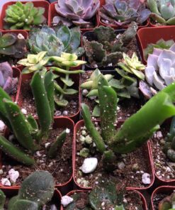 Succulent Assorted Pack- Perfect for Weddings, Party Favors, Home Gardens, and Social Events by Jiimz (15 Pack) 82 81rB3JZ2LqL