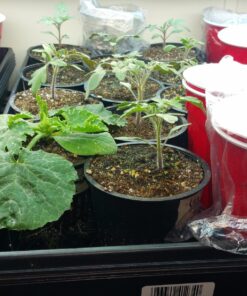 Heirloom Seeds for Planting Vegetables and Fruits - Survival Essentials 135 Variety Seed Vault - Medicinal Herb Seeds - Grow Healthy Non-GMO Food 74 81rFQA8BMsL