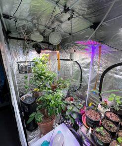 Zazzy Grow Tent, 96“X48 X78 Plant Growing Tents 600D Mylar Hydroponic Indoor Grow Tent with Window, Kit Bag & Floor Tray 96"X48"X78" 43 81rFof dGYL