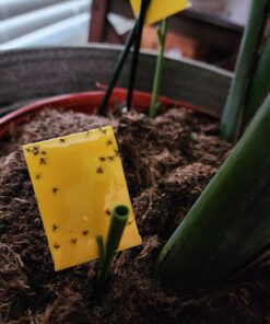 Safer Brand 5026 Houseplant Sticky Stake Insect Traps for Indoor Plants - Controls Fungus Gnats, Whiteflies, Midges, Thrips, Fruit Flies, and Black Flies - 1 Pack, 7 Traps 38 81rG2rbGswL