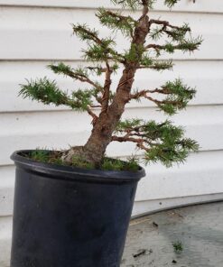 Anodized Aluminum Bonsai Training Wire 5-Size Starter Set with Canvas Bag - 1.0mm, 1.5mm, 2.0mm, 2.5mm, 3.0mm (147 feet total) - Choose Your Color (5 Sizes, Brown) 5 Sizes 28 81rGyS9Cg8L