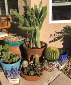 Butterfly Craze Artificial Lavender Plants in Rustic Wooden Planters - Lifelike, Stunning Faux Silk Purple Flowers Perfect for Elevating Your Patio, Home Décor, or Office (Set of Two), White Pots 39 81rJXvJbb0L