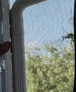 Wagner's 62032 Cardinal Blend Wild Bird Food, 6-Pound Bag 1-Pack 34 81rJtFd LBL