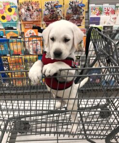 Earth Rated Dog Poop Bags, Guaranteed Leak Proof and Extra Thick Waste Bag Refill Rolls For Dogs, Unscented, 120 Count 120 Bags 39 81rOlAlHMnL