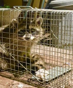 Havahart 1079SR Large 1-Door Humane Catch and Release Live Animal Trap for Raccoons, Cats, Bobcats, Beavers, Small Dogs, Groundhogs, Opossums, Foxes, Armadillos, and Similar-Sized Animals 36 81rQb2DyoL