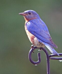 Nikon 200-500mm f/5.6E ED AF-S VR Zoom NIKKOR Lens- Bundle with 95mm Filter Kit, Flex Lens Shade, Cleaning Kit, Cap Leash, Software Package 41 81rTBpR1a2L