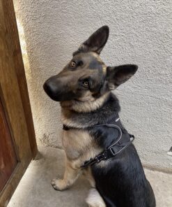 rabbitgoo Dog Harness, No-Pull Pet Harness with 2 Leash Clips, Adjustable Soft Padded Dog Vest, Reflective No-Choke Pet Oxford Vest with Easy Control Handle for Large Dogs, Black, XL X-Large 57 81reGYCbDL