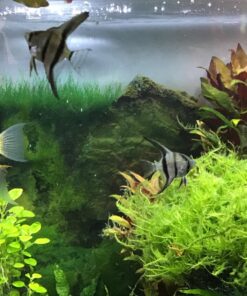 CaribSea Eco-Complete 20-Pound Planted Aquarium, Black 20 POUNDS 32 81rg4exQuL