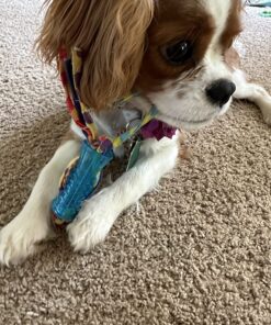 Petstages Orka Mini Dental Dog Chew Toys - 3 Pack Dental Chew 3 Pk 33 81rhKG95KGL