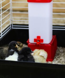 RentACoop 32oz(1L) Drinker Plus 2 Versatile Nipples - Suitable for Chicks, Quail, Pigeons, Doves, and Other Smaller Birds - 1 Pack Pack of 1 23 81riQ3MiGZL