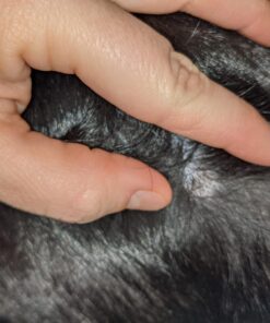 Healing Solutions 10ml Oils - Thuja Essential Oil - 0.33 Fluid Ounces 0.33 Fl Oz (Pack of 1) 22 81rkXuKiFeL