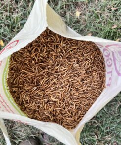 Hatortempt 5lbs Non-GMO Dried Mealworms - Premium Organic Chicken Feed, Nutritious High Protein Meal Worms- Food and Treats for Laying Hens, Wild Birds, Ducks, Reptiles, Fish, Hedgehogs, Turtles 5 Pound (Pack of 1) 35 81rl7c5fsUL