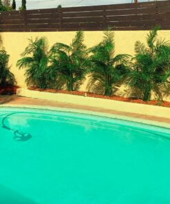 Nearly Natural 5390 Areca Palm UV Resistant Tree, 6.5-Feet, Green,85" x 9" x 9" 85" x 9" x 9" 19 81rlEQeWPTL