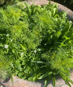 Eden Brothers Northeast Wildflower Mixed Seeds for Planting, 1/4 lb, 120,000+ Seeds with Cosmos, Candytuft, Shasta Daisy | Attracts Pollinators, Plant in Spring or Fall, Zones 3, 4, 5, 6, 7, 8, 9, 10 1/4 Pound 35 81rlKo RiqL