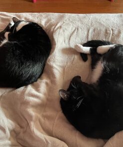 Sunbeam Royal Luxe Microplush Heated Electric Blanket Full Size, 84" x 72", 12 Heat Settings, 12-Hour Selectable Auto Shut-Off, Fast Heating, Machine Washable, Warm and Cozy, Mushroom 26 81rnmGZ46XL