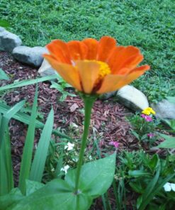 Hummingbird Nectar Wildflower Seeds Bulk Open-Pollinated Wildflower Seed Mix Packet, Non-GMO, No Fillers, Annual, Perennial Wildflower Seeds Year Round Planting - 1 oz 107 81rtb6YZcqL