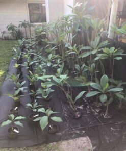 Scotts 203235 SC3X150 Weed Barrier Fabric, 150-Foot, Black 25-Year 27 81ruOQzJ0fL