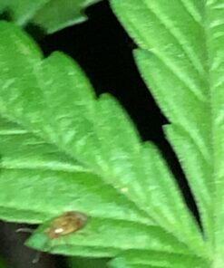 AgroMagen, GrowSafe Bio-Pesticide For Spider, Organic Natural Miticide, Fungicide and Insecticide, (8.5 fl.oz.) 8.5 Fl Oz (Pack of 1) 34 81rzlN7 FrL