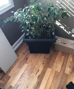 Bloem Veranda Deck Box Planter Square: 18" - Black 18" 42 81rzvIcS7L