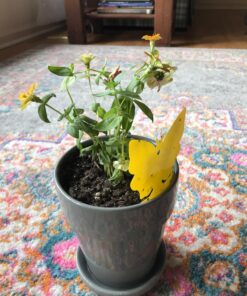 Trappify Sticky Gnat Traps for House Indoor - Yellow Fruit Fly Traps for Indoors/Outdoor Plant - Insect Catcher White Flies, Mosquitos, Fungus Gnat Trap, Flying Insects - Disposable Glue Trapper (12) 12 44 81rzxhT3vbL