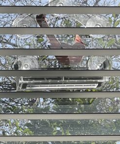 Wagner's 62032 Cardinal Blend Wild Bird Food, 6-Pound Bag 1-Pack 35 81s2AkxoPRL