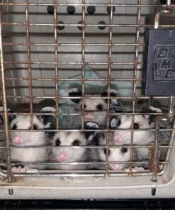 PetAg KMR Kitten Milk Replacer Powder - Prebiotics and Probiotics for Newborn to 6 Week - 12 oz Powdered Drink Mix 12 Ounce (Pack of 1) 33 81s361UM10L