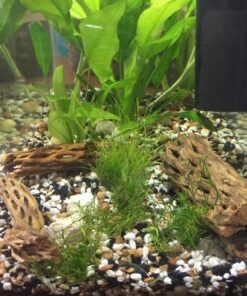 SunGrow Cholla Wood for Shrimps, Dried Husk of Cholla Cactus, Aquarium or Home Decor for Hermit Crabs, Pleco, 3 Pieces per Pack (3 Pieces, 6 inches) 43 81s4IC2BBSL