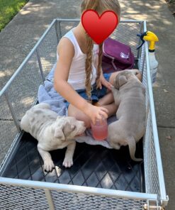 Gorilla Carts GOR1001-COM Steel Utility Cart, Heavy-Duty Convertible 2-in-1 Handle and Removable Sides, 7 cu ft, 1000 lb, Capacity, Gray, 1 pack 62 81s5vVzgxAL