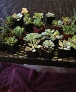 Jiimz 30 Assorted 2" Succulent Plants 18 81s6c3MA5L