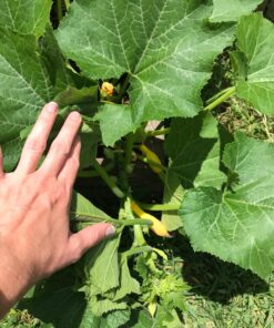 Backyard Safari Company Sunny-Side Up Gardens, Little Pizza Garden 19 81s75MtP3SL